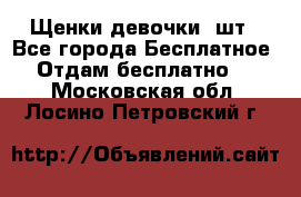 Щенки девочки 4шт - Все города Бесплатное » Отдам бесплатно   . Московская обл.,Лосино-Петровский г.